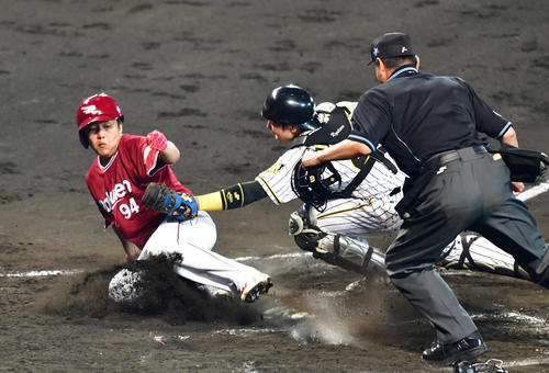 阪神対楽天　7回表楽天2死一、二塁、島内の中前適時打で二塁から生還する石橋。捕手梅野（撮影・清水貴仁）