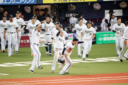 オリックス対ロッテ　10回裏オリックス1死満塁、大城は遊ゴロ適時内野安打を放ちサヨナラ勝ちを決めナインから水を掛けられ祝福される（撮影・加藤哉）