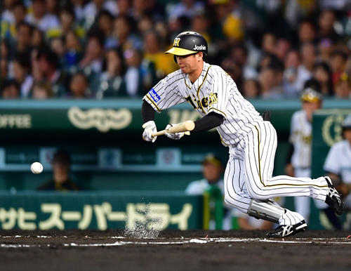 6回裏阪神無死、一塁線へセーフティーバントを決める近本（撮影・清水貴仁）