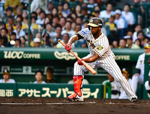 阪神対巨人　3回裏阪神1死一塁、ガルシアはプッシュバントが成功し投前内野安打となる（撮影・小沢裕）