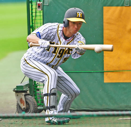 バント練習を行う近本光司（撮影・清水貴仁）