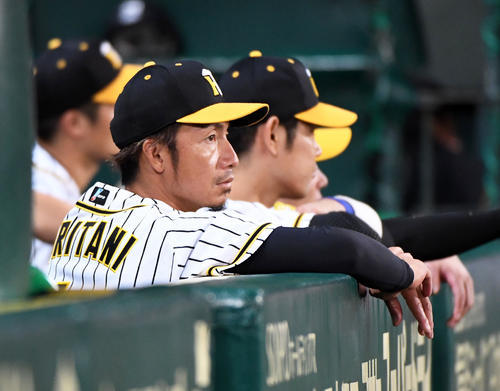 9回、ベンチから試合を見つめた鳥谷（撮影・奥田泰也）