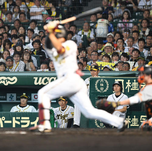 阪神対巨人　7回裏阪神2死、矢野監督（後方中央）は代打中谷の左越えソロ本塁打を見つめる（撮影・山崎安昭）