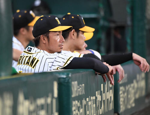 阪神対巨人　9回、ベンチから試合を見つめた鳥谷（撮影・奥田泰也）