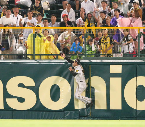 阪神対ヤクルト　6回表ヤクルト無死、近本は太田の打球を追うが捕球ならずフェンスに激突する（撮影・上山淳一）
