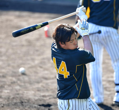トス打撃で汗を流す梅野隆太郎（撮影・清水貴仁）