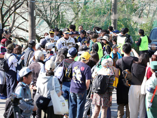 キャンプイン3日目、早朝から大勢のファンが球場に詰めかける（撮影・上山淳一）