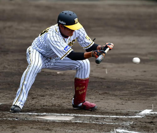 シート打撃でバントする藤浪晋太郎（撮影・清水貴仁）