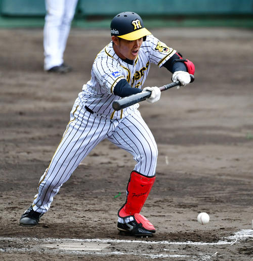 シート打撃でバントする望月惇志（撮影・清水貴仁）