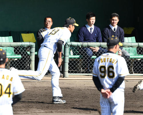秋季キャンプを見学に訪れたドラフト2位の井上広大、同1位の西純矢（左から）藤浪の練習に熱い視線を送る（撮影・前岡正明）