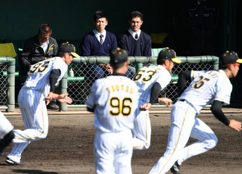 秋季キャンプを見学に訪れたドラフト2位の井上広大、同1位の西純矢（左から）先輩の練習に熱い視線を送る（撮影・前岡正明）
