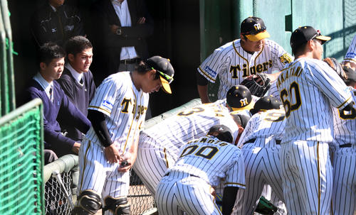 秋季キャンプを見学に訪れたドラフト2位の井上広大、同1位の西純矢（左から）円陣を組む先輩を見守る（撮影・前岡正明）