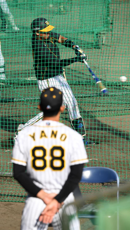 矢野監督の前で打撃練習を行う梅野（撮影・前岡正明）