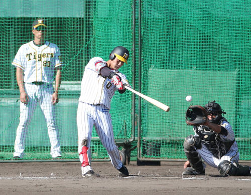 シート打撃3回表、2死一、三塁、木浪は高橋遥から左前適時打を放つ（撮影・上山淳一）
