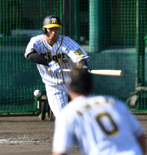 紅白戦　3回裏白組1死二塁、近本はバント安打を決める（撮影・前岡正明）