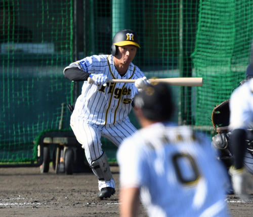 紅白戦　3回裏白組1死二塁、近本はバント安打を決める（撮影・前岡正明）