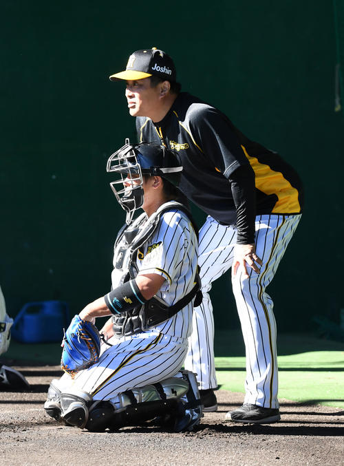 2019年11月15日、ブルペンで投球練習を行う藤浪の投球を見る山本昌臨時コーチ。捕手は梅野（撮影・前岡正明）