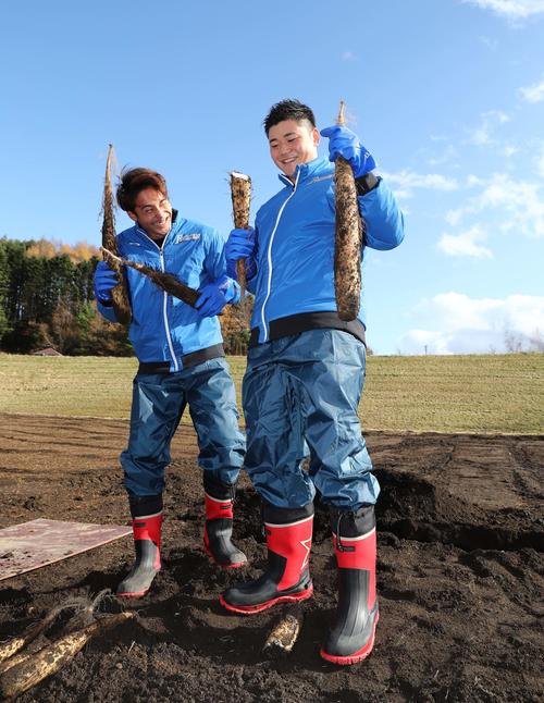応援大使で由仁町を訪れた日本ハム清宮（右）と上原は収穫した長芋を手に笑顔（撮影・黒川智章）