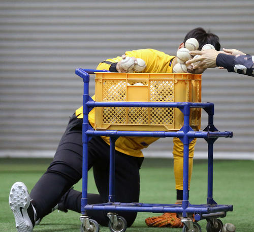 自主トレを公開した巨人岡本は球拾いを行う（撮影・河野匠）
