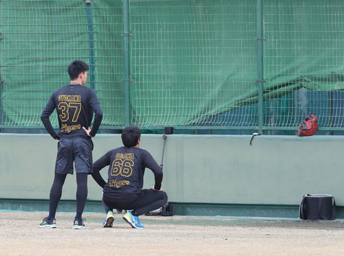 鳴尾浜球場での自主トレで、ブルペンで投球練習する藤浪晋太郎を見る及川雅貴（左）と小川一平（撮影・白石智彦）