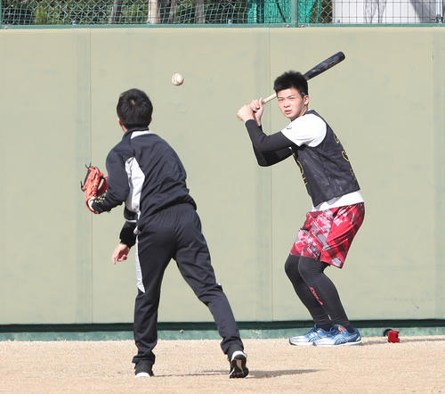 鳴尾浜球場での自主トレで、メニューでペッパーする阪神井上（右）（撮影・白石智彦）