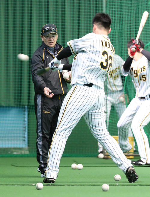 阪神２位井上 和田豊臨時コーチから金言で効果実感 プロ野球 日刊スポーツ