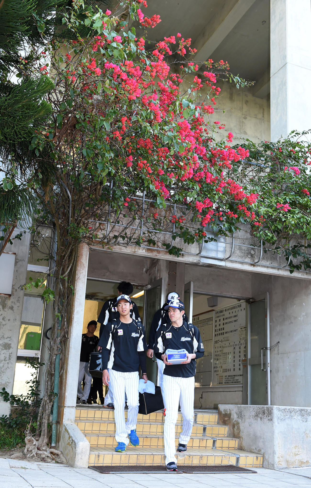 色鮮やかな花を背に球場へ向かうロッテ佐々木朗（右）（撮影・横山健太）