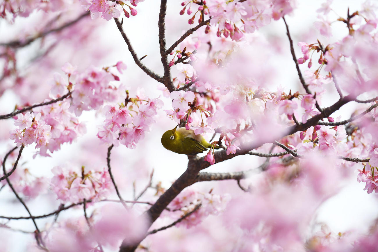 巨人の宮崎キャンプが行われているサンマリンスタジアム外に咲いた河津桜を鳥がついばんでいた（撮影・加藤諒）