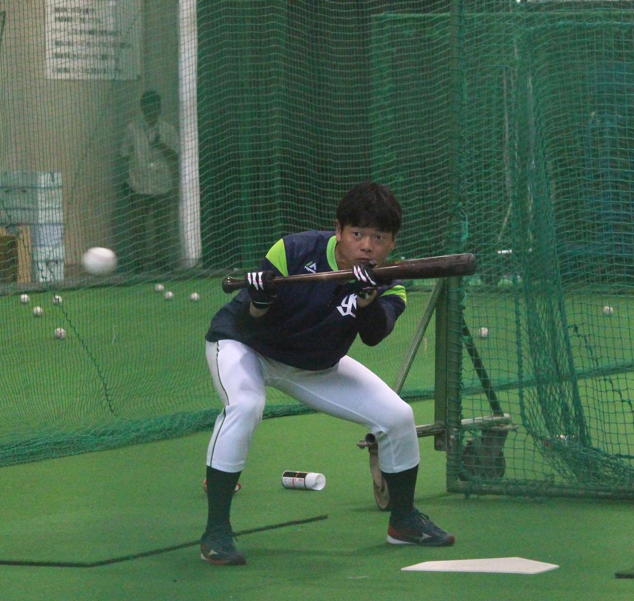 早出でバント練習をするヤクルト山崎（撮影・保坂恭子）