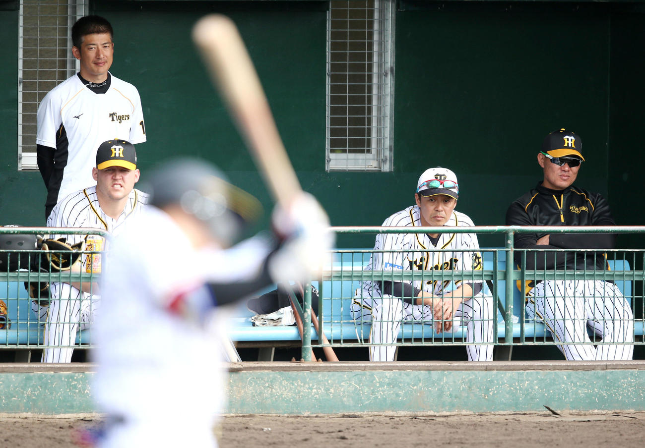 シート打撃を三塁ベンチから見る、左から能見、ボーア、藤本内野守備走塁コーチ、福留（撮影・上山淳一）