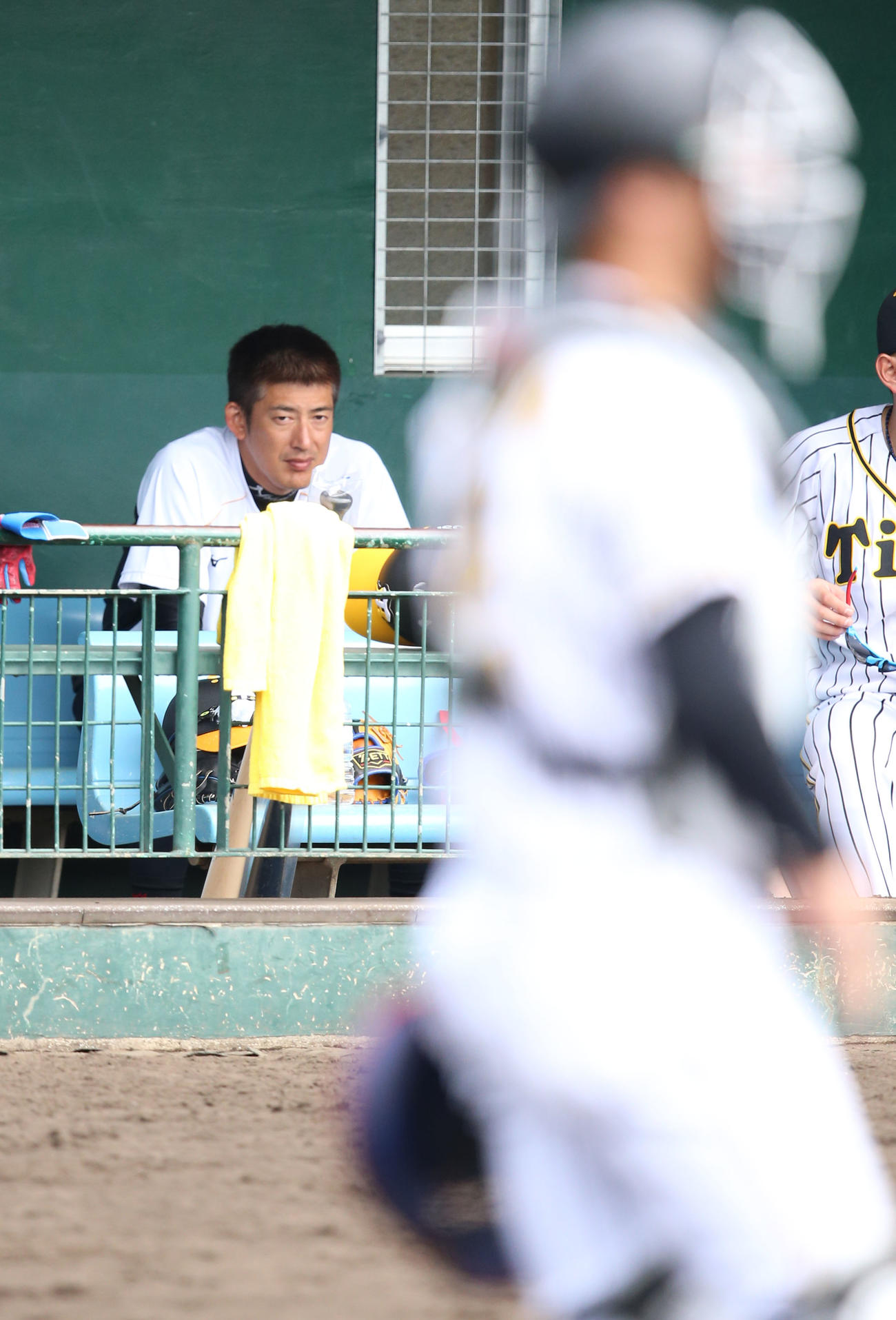 シート打撃を三塁ベンチから見る能見（撮影・上山淳一）