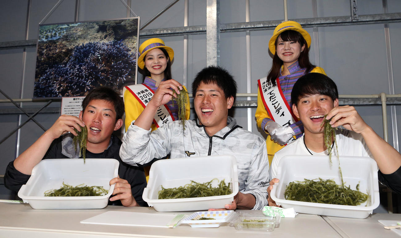 養殖場で海ぶどうをほおばる、左から大西、杉山、吉田喜（撮影・狩俣裕三）