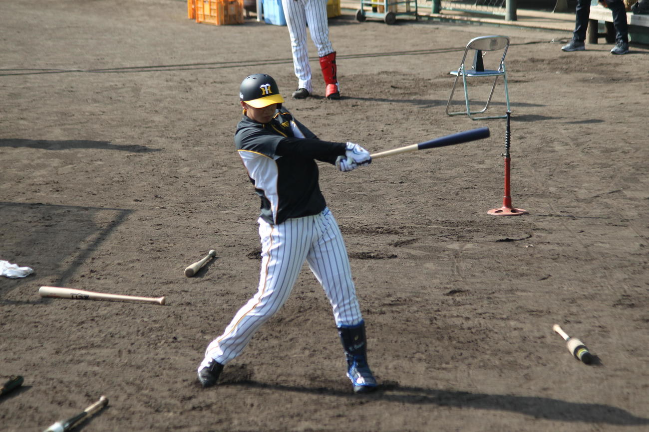 阪神ルーキー井上がプロ初のフリー打撃に備えてティー打撃を行った
