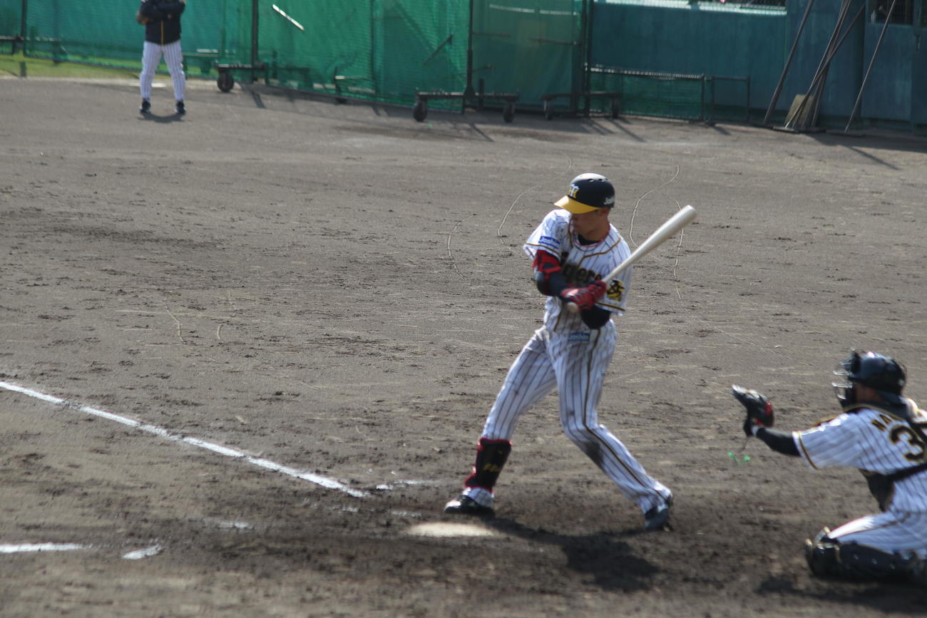 阪神ルーキー遠藤がプロ初のシート打撃で快音を響かせた