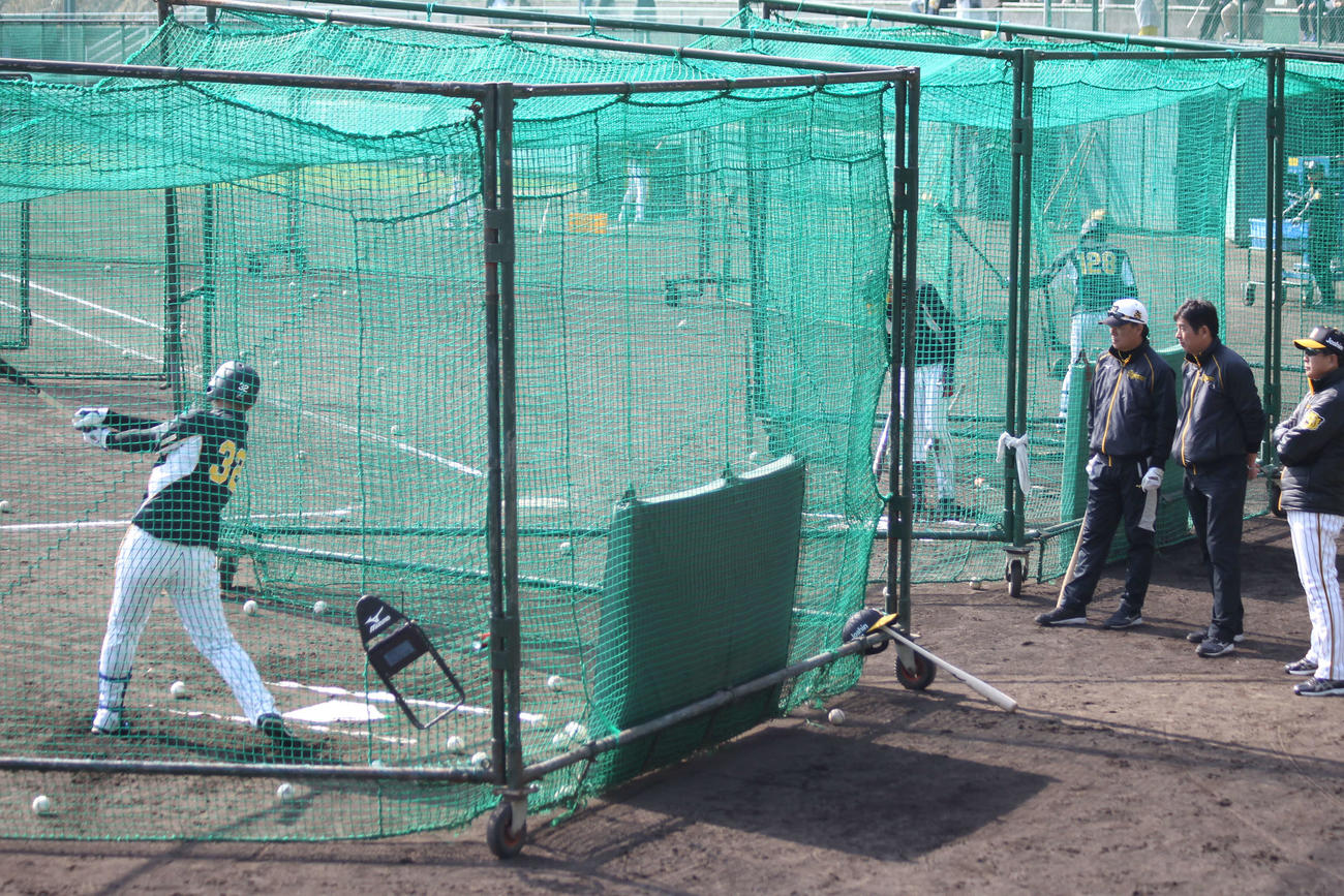 阪神ルーキー井上の屋外フリー打撃をケージ裏からチェックする和田TA、宮脇ファームディレクター、平田2軍監督