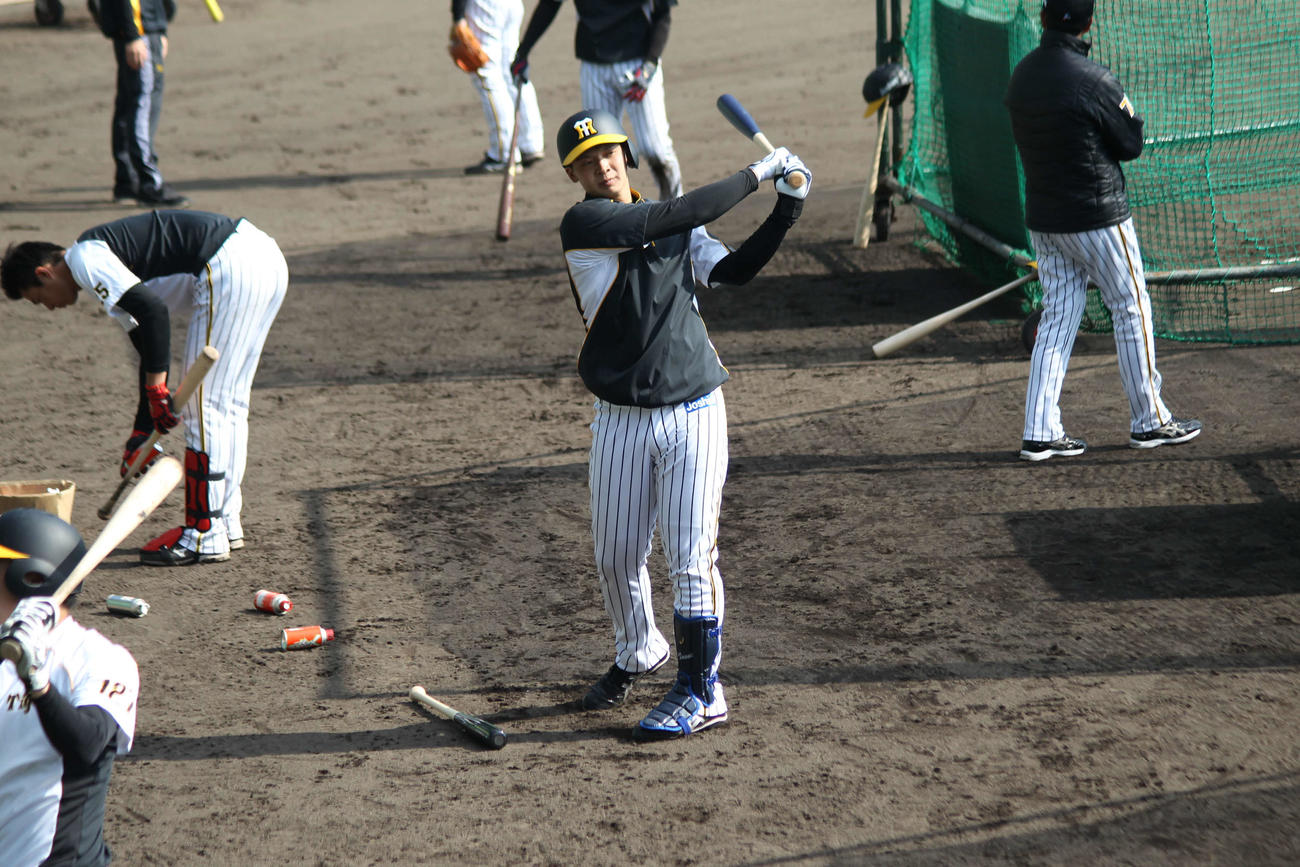 阪神ルーキー井上がプロ初の屋外フリー打撃に備えて素振りを行った