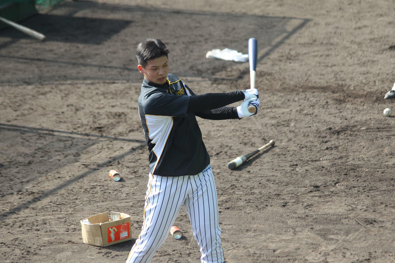 阪神ルーキー井上がプロ初の屋外フリー打撃に備えてティー打撃を行った
