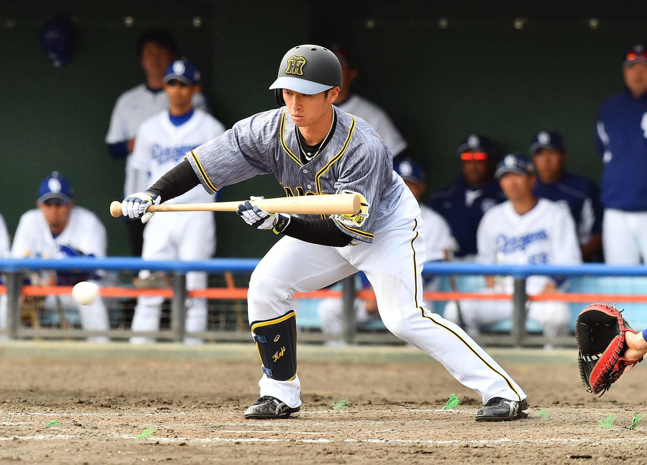 中日対阪神練習試合　5回表阪神無死一、二塁、バントの構えを見せる近本光司（撮影・上田博志）