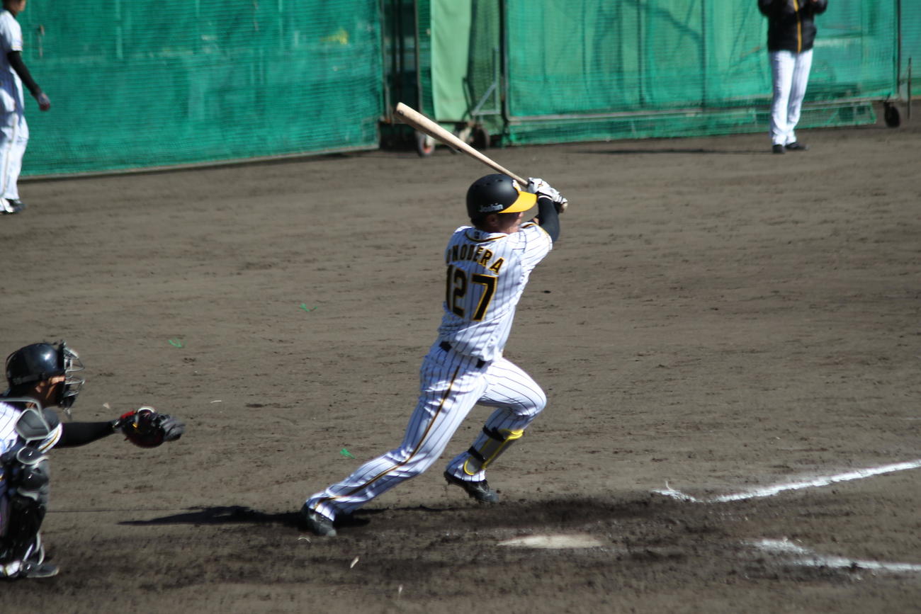 阪神小野寺がシート打撃で猛アピールし、この日は本塁打を放った