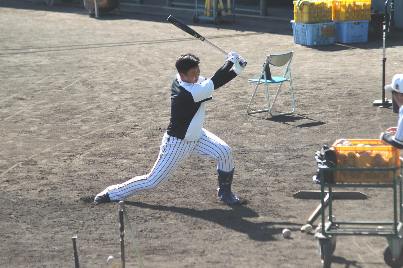 阪神井上はフリー打撃でも柵越え連発したあともティー打撃で力強く振り込んだ