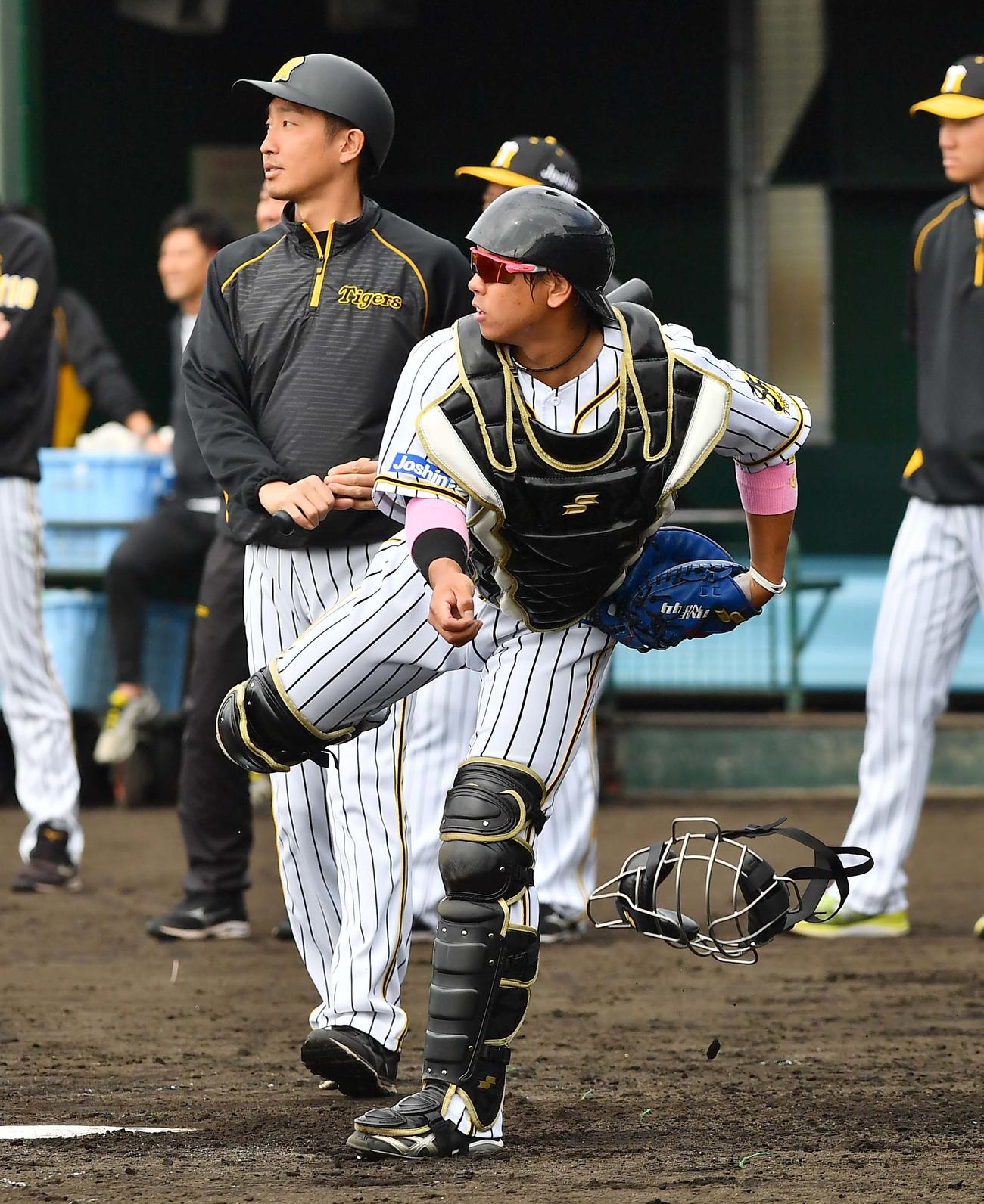スチール練習で二盗を狙う北條史也を梅ちゃんバズーカで刺す梅野隆太郎（撮影・上田博志）