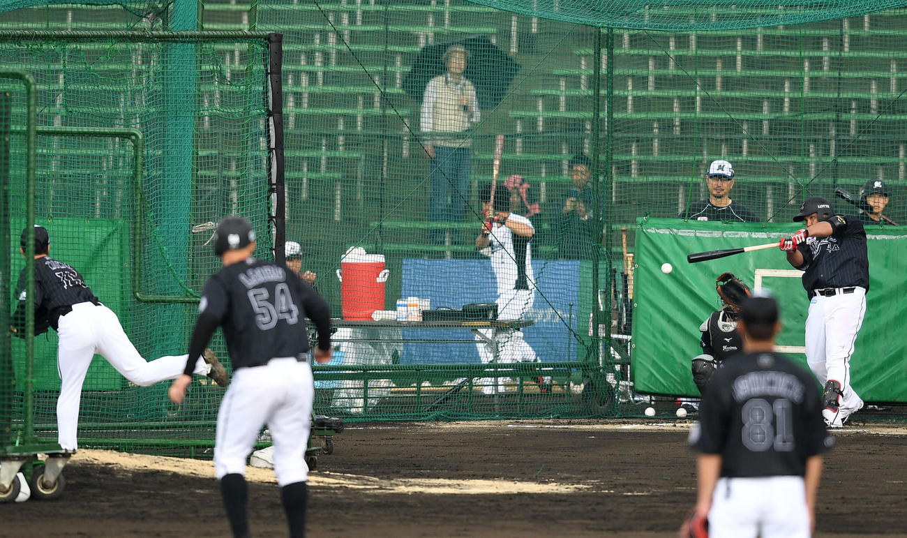 フリー打撃で快音を響かせるロッテ井上。投手美馬（撮影・横山健太）