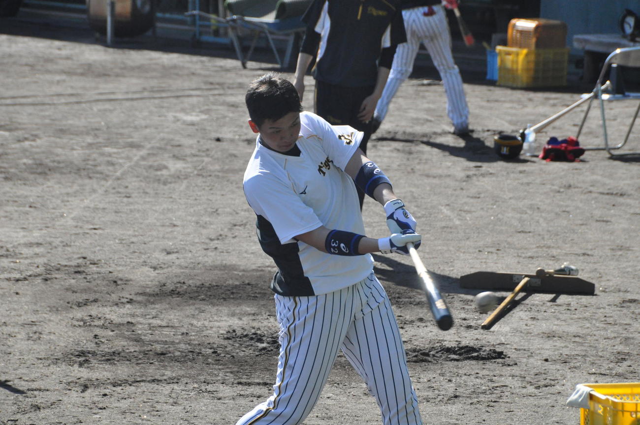 阪神ドラフト2位井上広大外野手（18＝履正社）はティー打撃を行う