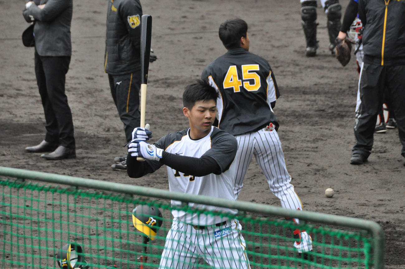 阪神ドラフト2位井上広大外野手（18＝履正社）はティー打撃を行う