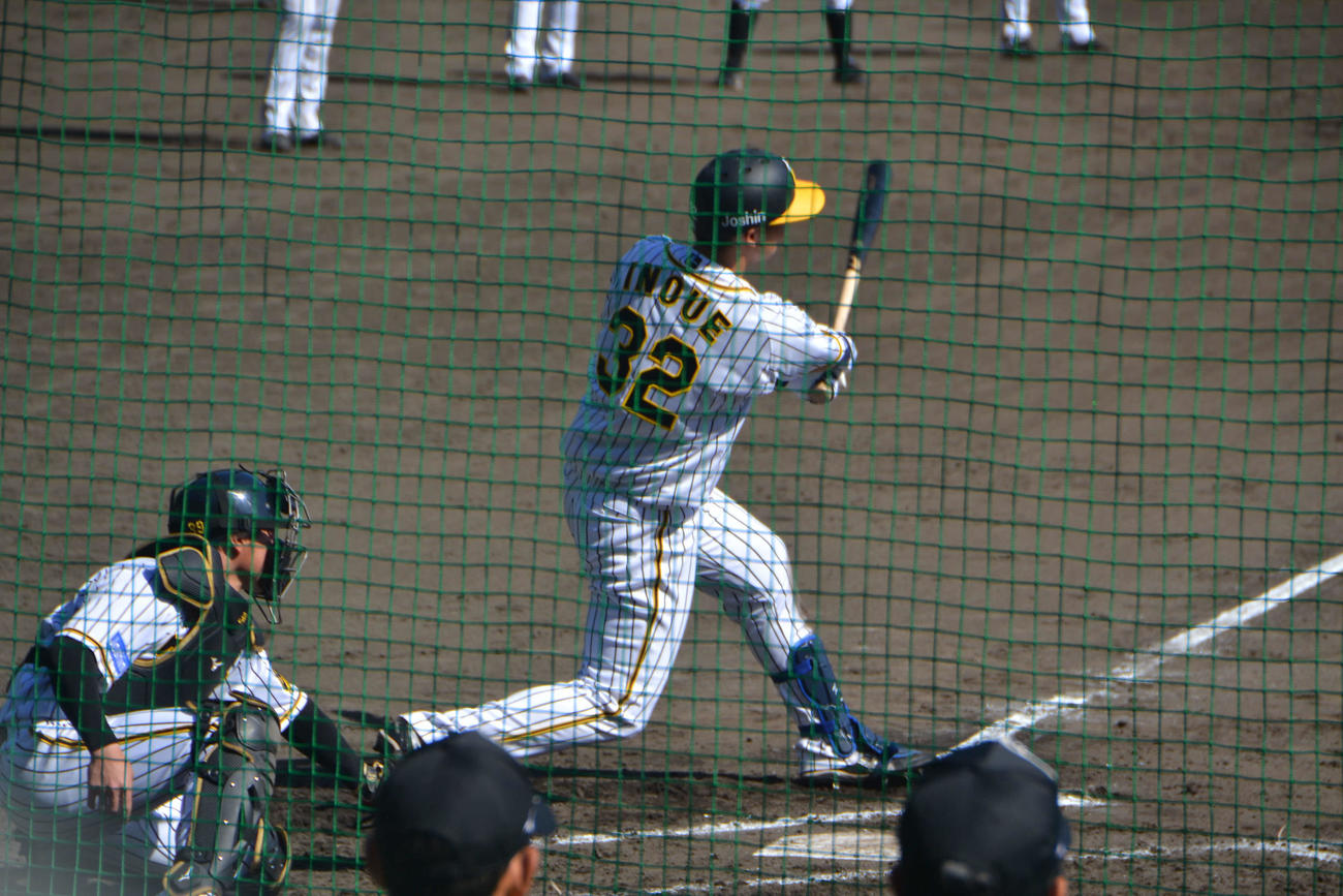 ケースバッティングで福永から左越え本塁打を放った阪神井上（撮影・望月千草）