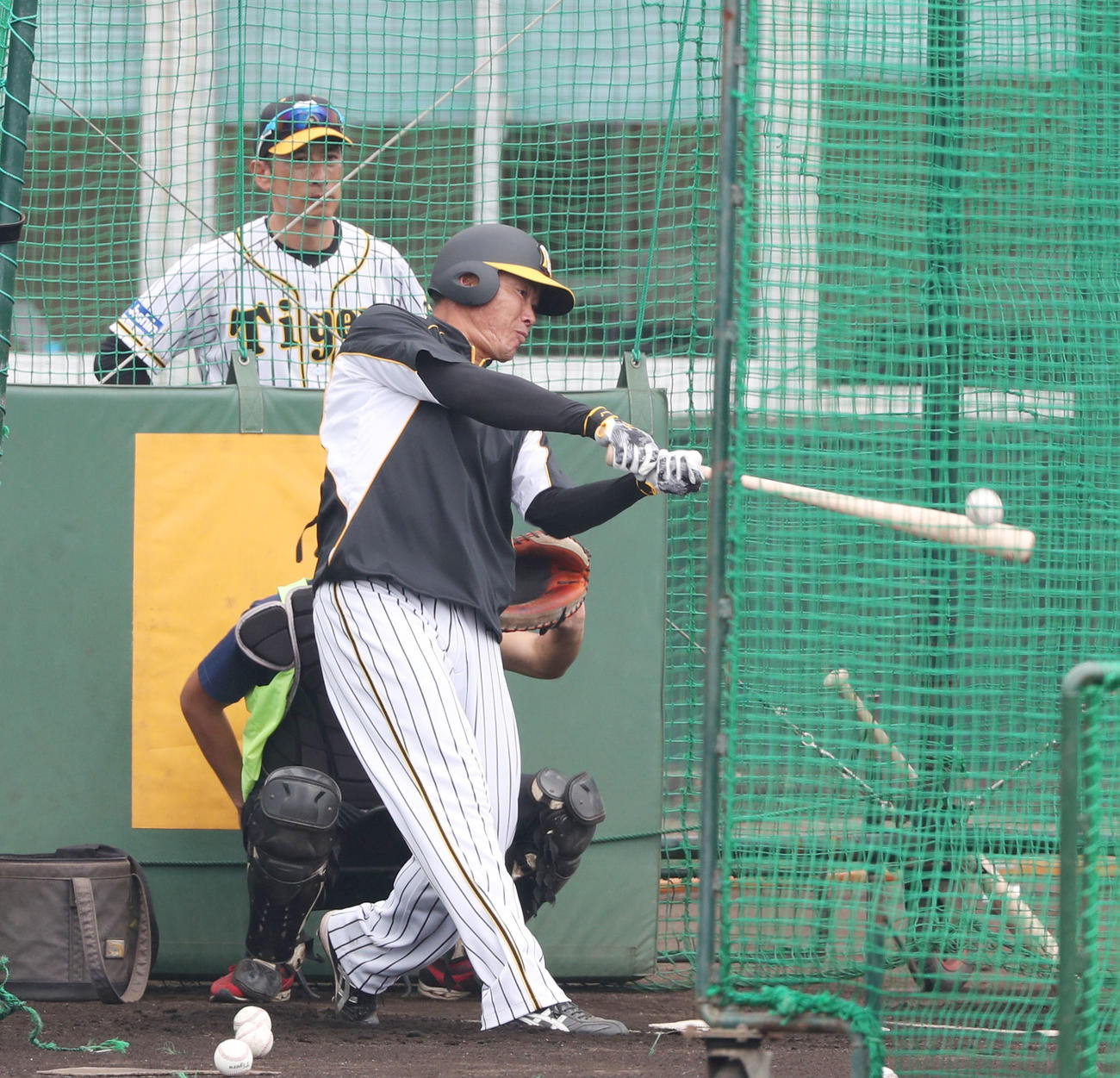 矢野監督（左）が見つめる前でフリー打撃を行う福留（撮影・前田充）