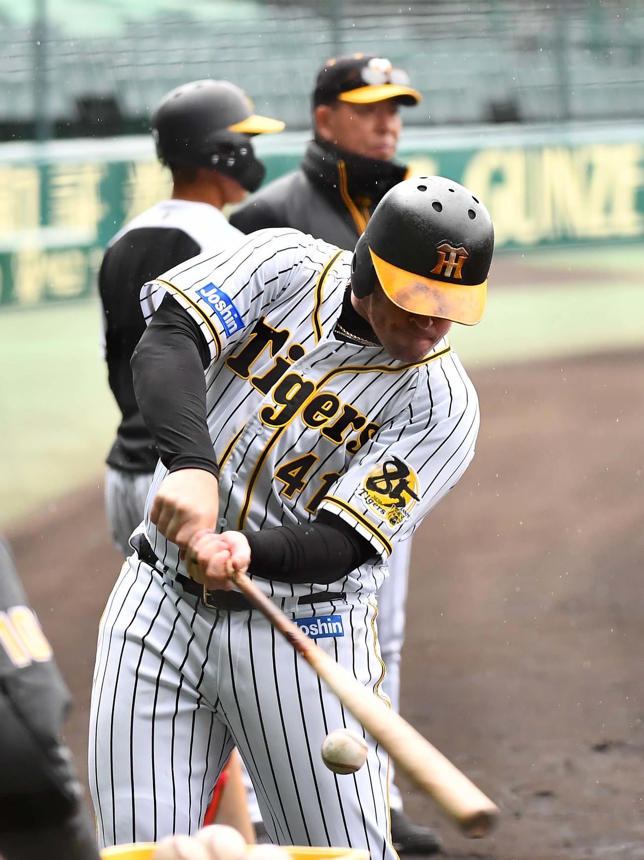 トスバッティング練習で汗を流すボーア（撮影・上田博志）