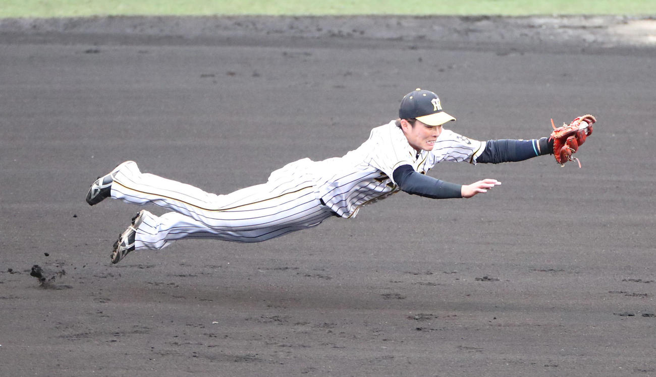 阪神対巨人　8回表巨人無死、吉川大幾の打球をダイビングキャッチする三塁手北條（撮影・清水貴仁）