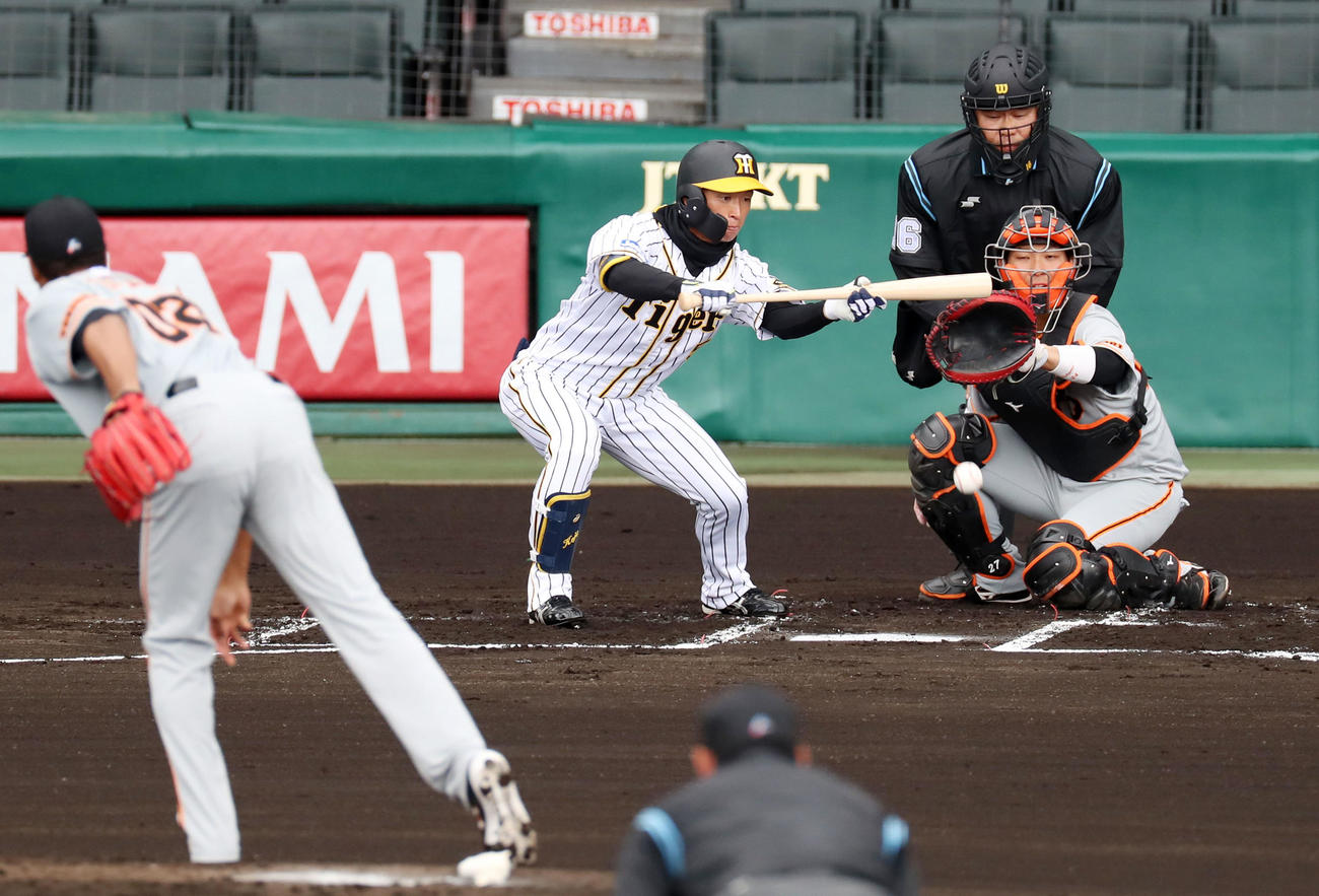 1回裏阪神無死一塁、近本は投前バント安打を決める（撮影・加藤哉）
