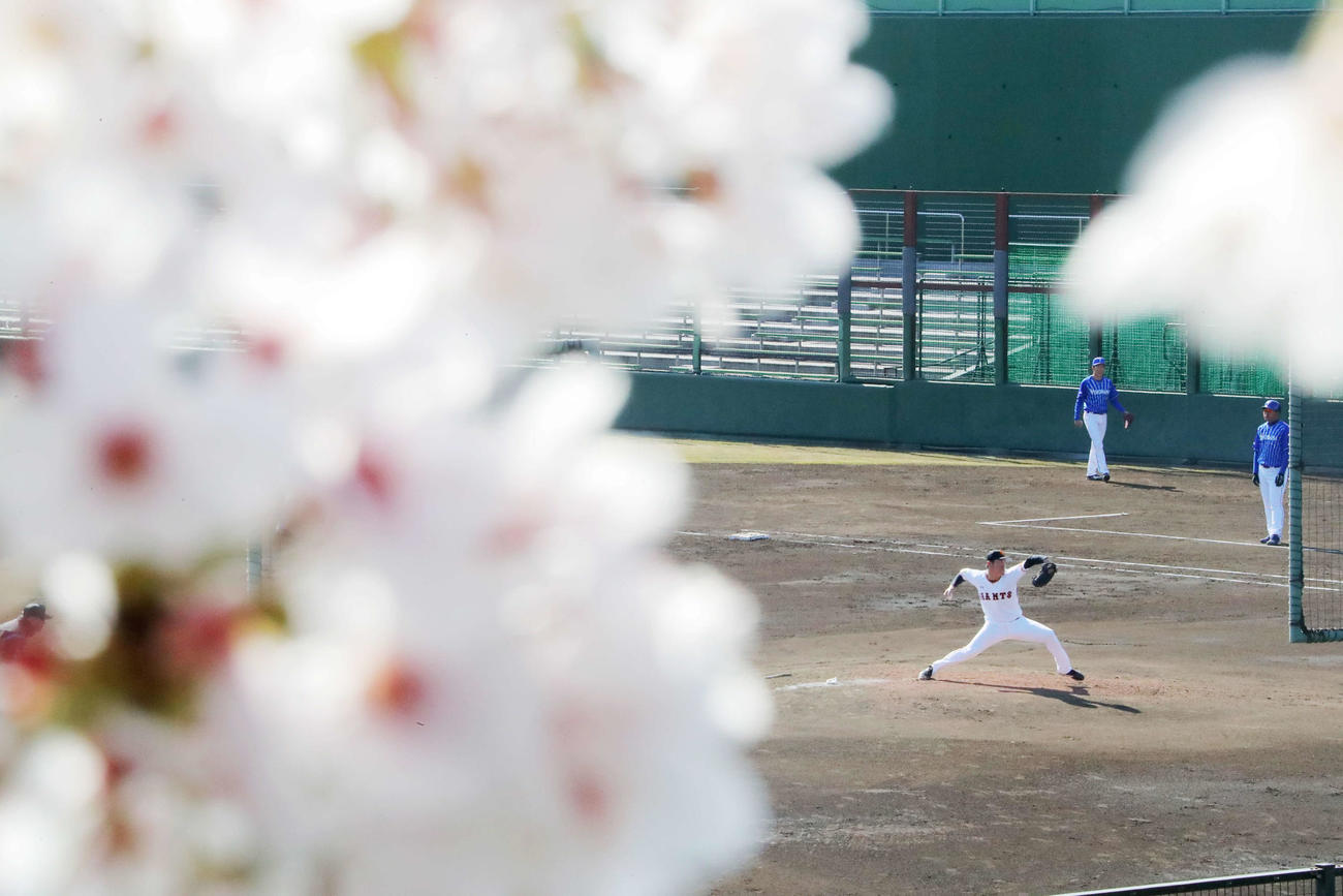 巨人対DeNA　桜満開のジャイアンツ球場で先発登板した巨人桜井（撮影・河田真司）